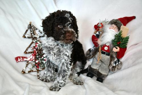 Lagotto Romagnolo Puppy