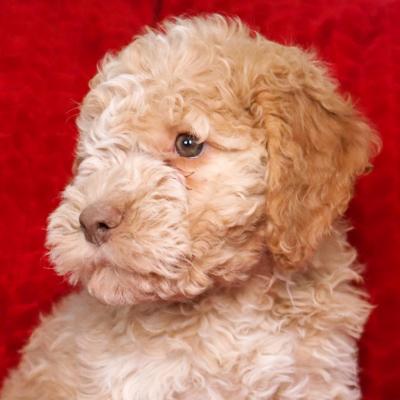 Lagotto Romagnolo orange