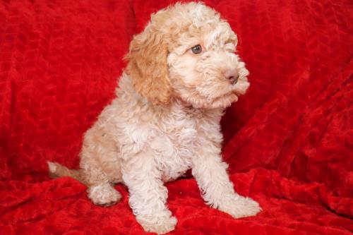 Lagotto puppy