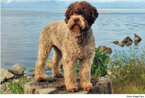 Lagotto romagnolo ckc