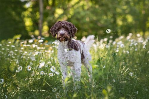 Lagotto Romagnolo brun et blanc
